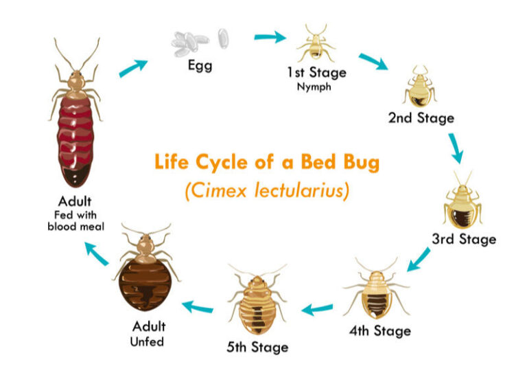 Bed Bug Exterminator LA King Offers Premier Bed Bug Treatments in Los Angeles