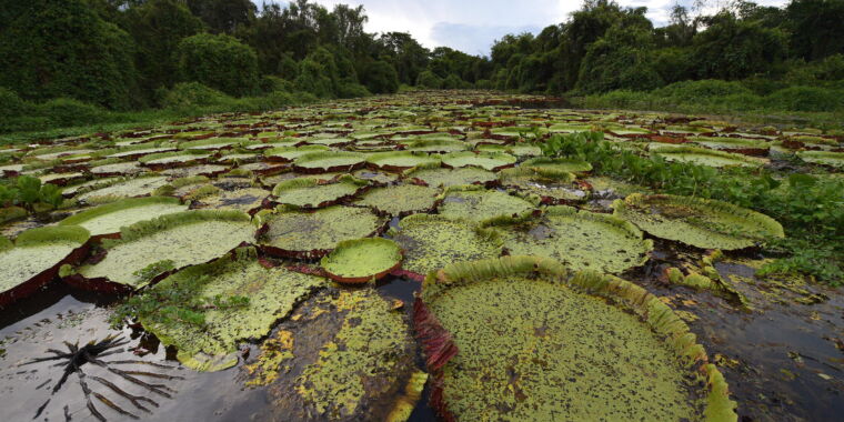 pantanal