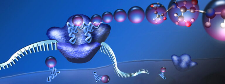 ribosome