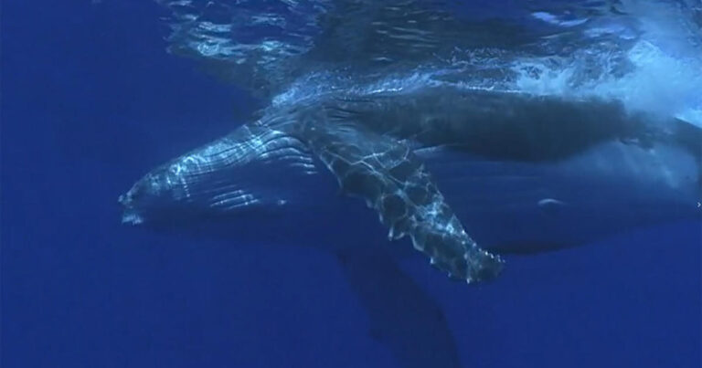 whale ship strikes 1920