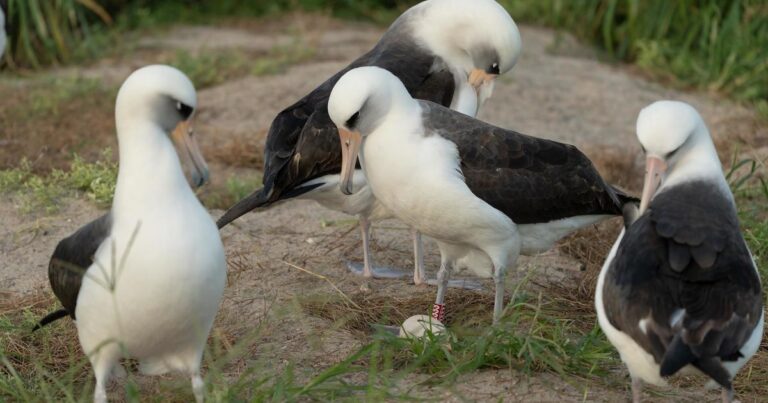 wisdom albatross oldest bird usfws