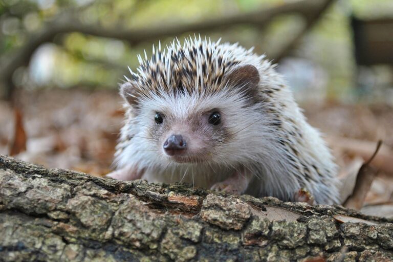 1719559924 homes for nature hedgehog